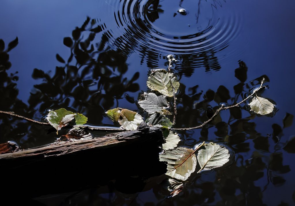 Black alder twig and water ripples at Wolfsberger Mu00fchle, 2019-06-29